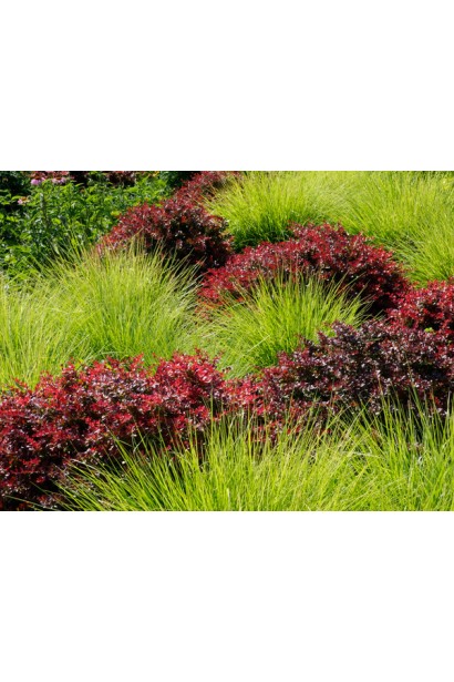 Барбарис Ред Діджей в ландшафті