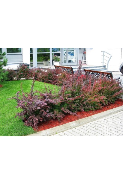 Барбарис Тунберга Ред Діджей бордюрна посадка