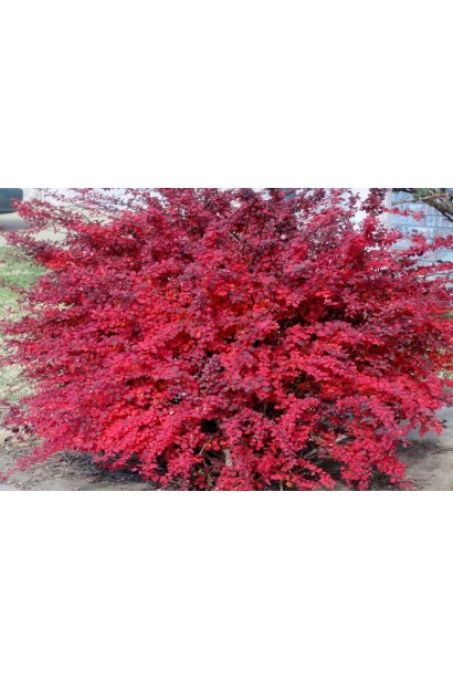 Барбарис Тунберга Ред Діджей кущ