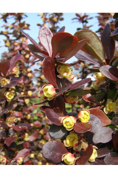 Барбарис Тунберга Ред Діджей  цвітіння