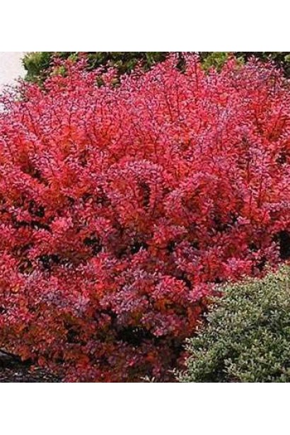 Червоний барбарис Ред Діджей