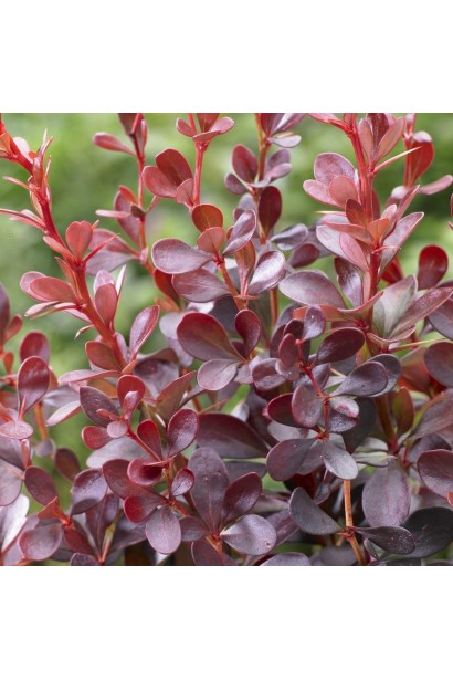 Барбарис Тунберга Ред Діджей листя