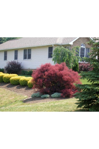 Ландшафтний дизайн з скумпією Лілла