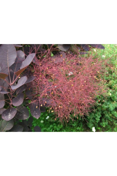 Кущ скумпії з фіолетовими листям