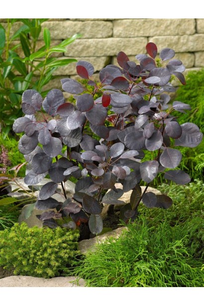 Скумпія шкіряста на клумбі