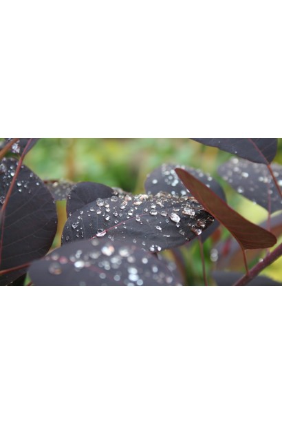 Скумпія шкіряста Лілла