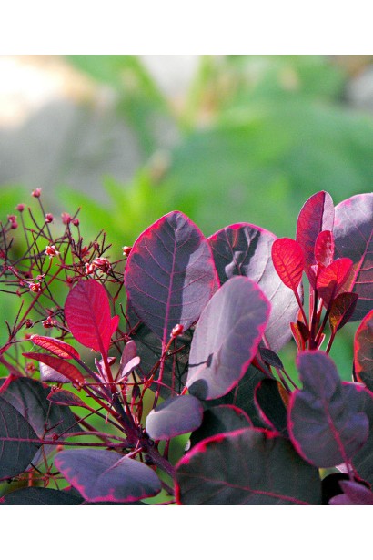 Фіолетові листки скумпії в осінньому саду