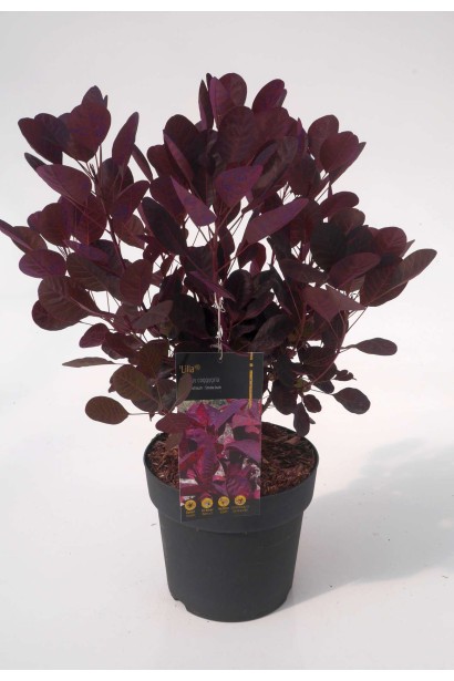 Саджанець скумпії в садовому центрі