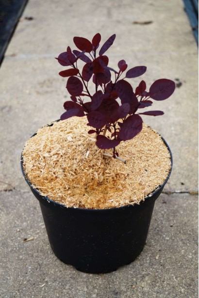 Саджанець скумпії в садовому центрі