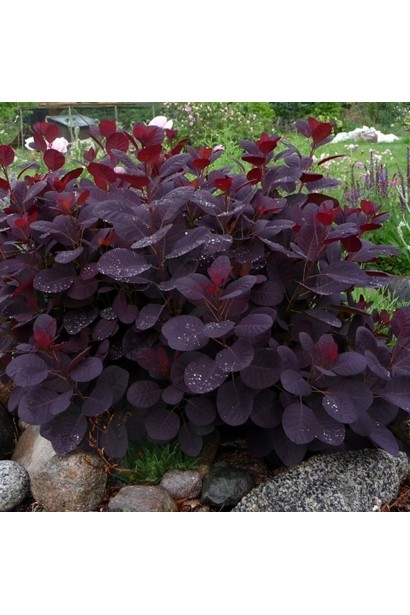 Фіолетові листя скумпії Лілла