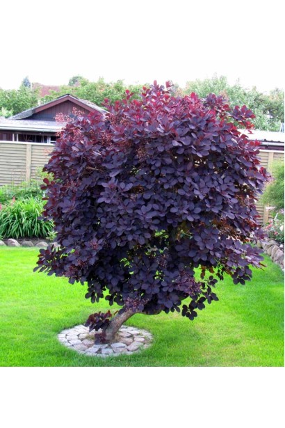 Садова скумпія з фіолетовими листям