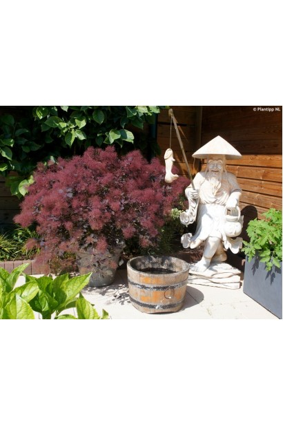 Кущ скумпії Лілла