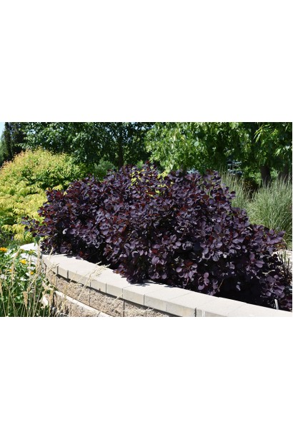 Скумпія шкіряста Лілла