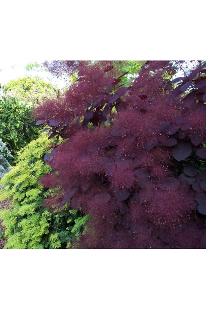 Cotinus coggygria Lilla