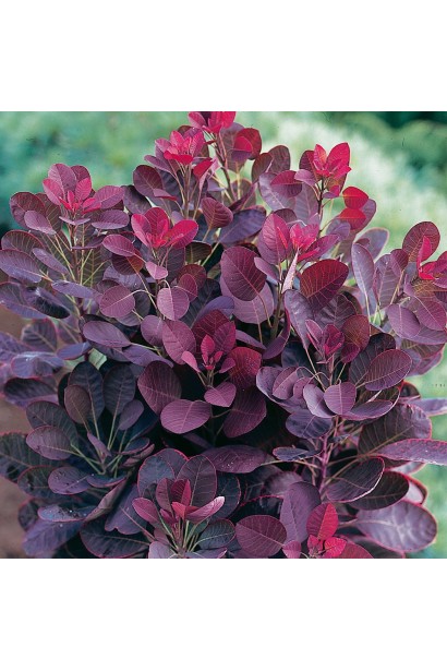 Листя скумпії Лілла