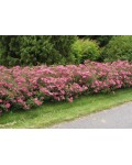Спирея японская Криспа (розовая) | Спірея японська Кріспа (рожева) | Spiraea japonica Crispa