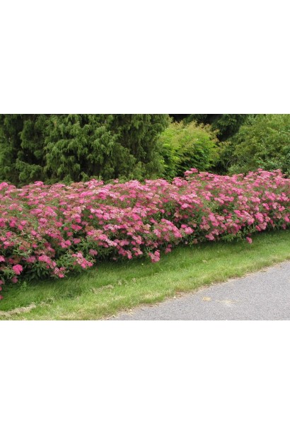 Компактний кущ спіреї Кріспа для бордюрів та огорожі
