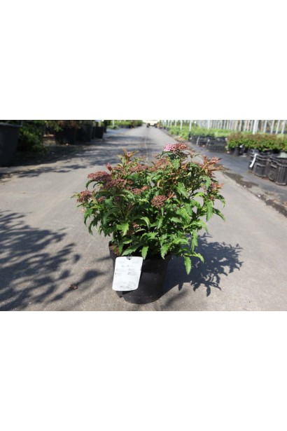 Кущ спіреї Кріспа для саду з кольоровими акцентами.