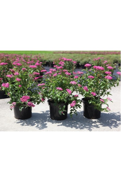 Спірея японська Кріспа (рожева)