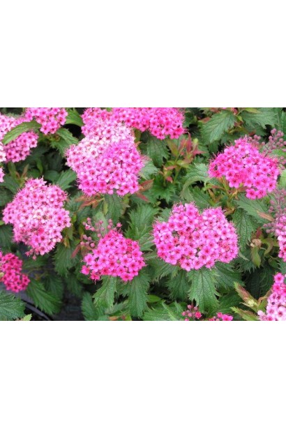 Spiraea japonica Crispa