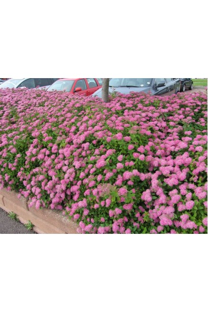 Спірея японська Кріспа (рожева)