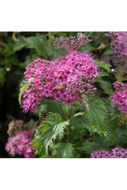 Спірея Кріспа з ніжно-рожевими квітами.