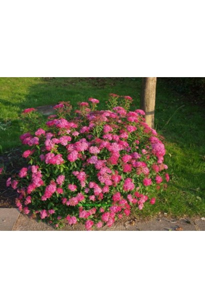 Спірея Кріспа для ефектних садових композицій.