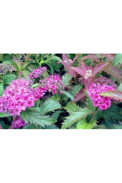 Спірея японська Кріспа (рожева)