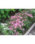Спирея японская Криспа (розовая) | Спірея японська Кріспа (рожева) | Spiraea japonica Crispa