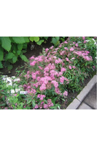 Спірея японська Кріспа для барвистого акценту.