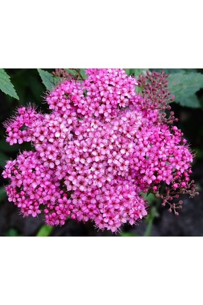 Ніжно-рожеве цвітіння спіреї Кріспа для романтичного саду.