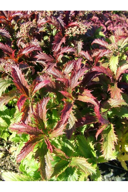 Хвилясте зелене листя спіреї Кріспа додає шарму.