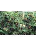 Ежевика безколючковая Смутстем | Ожина безколючкова Смутстем | Rubus fruticosus Smutstem