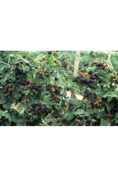 Ожина безколючкова Смутстем