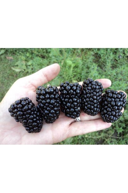 Ожина Смутстем ягоди