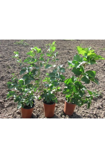 Ожина Смутстем саджанці в контейнері 0,5 л