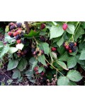 Ежевика безколючковая Смутстем | Ожина безколючкова Смутстем | Rubus fruticosus Smutstem