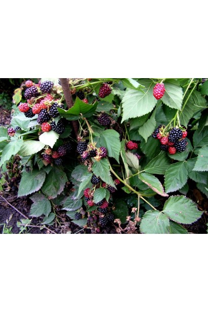 Ожина Смутстем дозрівання плодів