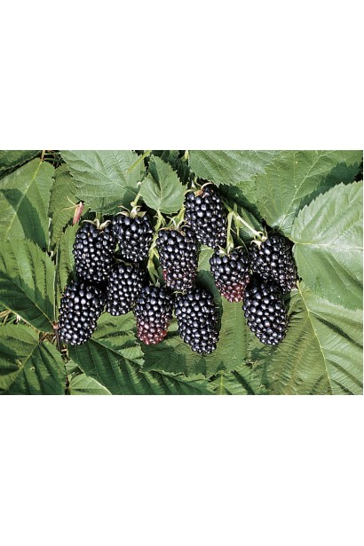 Ожина Смутстем чорно-фіолетові ягоди