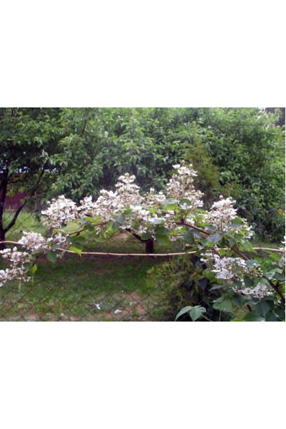 Ожина Smutstem білі квіти