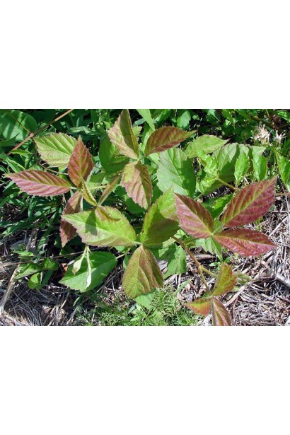 Ожина Смутстем зморщене зазубрене листя