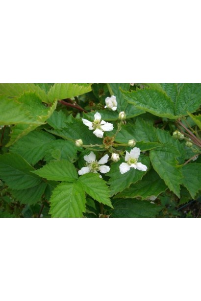 Ожина безколючкова Смутстем цвітіння