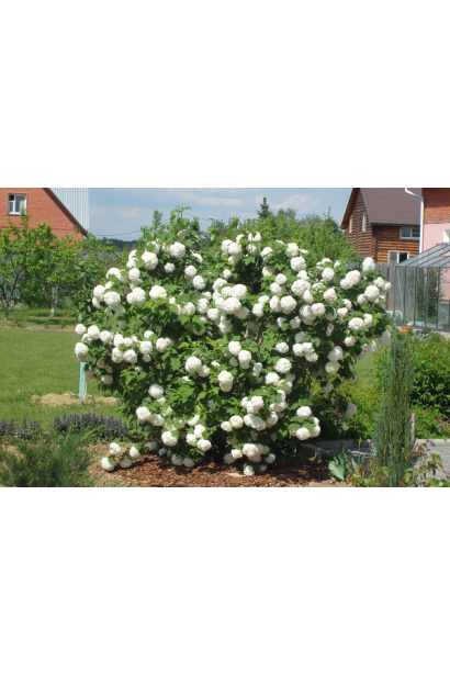 Калина звичайна Ескімо