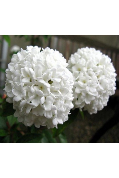 Кремово-білі кулясті суцвіття калини Ескімо