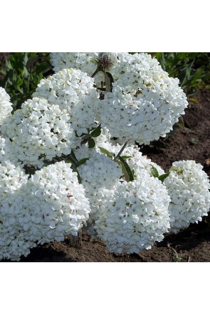 Viburnum opulus Eskimo
