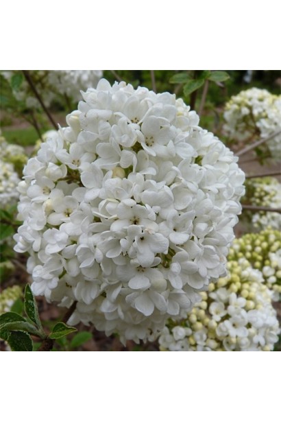 Калина запашна Ескімо