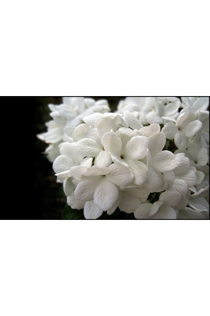 Дрібні білі квіти калини Ескімо