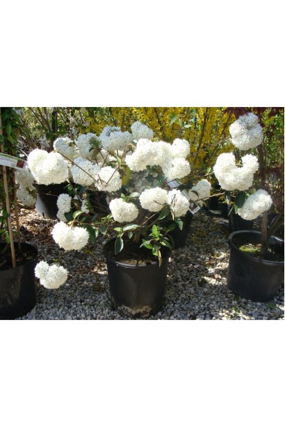 Калина Ескімо саджанець в горщику 5 л