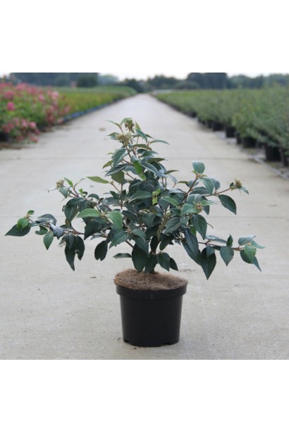 Калина Ескімо в контейнері