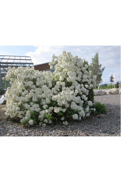 Калина звичайна Eskimo